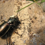 Carabus stjernvalli