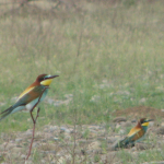 Merops apiaster