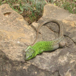 Lacerta strigata, male