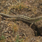 Lacerta strigata, female