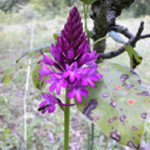 Anacamptis pyramidalis