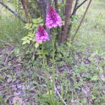 Anacamptis pyramidalis