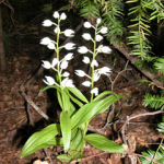 Cephalanthera caucasica