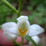 Cephalanthera damasonium