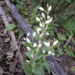 Cephalanthera damasonium