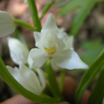 Cephalanthera longifolia