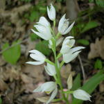 Cephalanthera longifolia