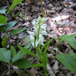 Cephalanthera longifolia