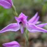 Cephalanthera rubra