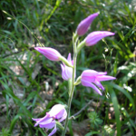 Cephalanthera rubra