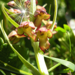 Coeloglossum viride