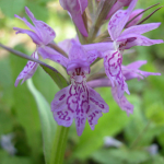 Dactylorhiza amblyoloba