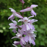 Dactylorhiza amblyoloba