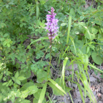 Dactylorhiza amblyoloba