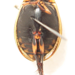 Acilius sulcatus, Female