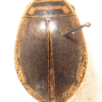 Acilius sulcatus, Male