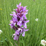 Dactylorhiza armeniaca