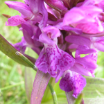 Dactylorhiza armeniaca