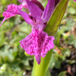 Dactylorhiza euxina