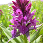 Dactylorhiza euxina