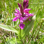 Dactylorhiza euxina