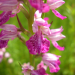 Dactylorhiza iberica