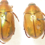 Anomala abchasica, Colour variations