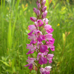 Dactylorhiza iberica