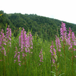 Dactylorhiza iberica