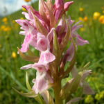 Dactylorhiza incarnata L. subsp. jugicrucis