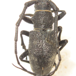 Morimus verecundus