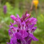 Dactylorhiza umbrosa