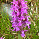 Dactylorhiza umbrosa