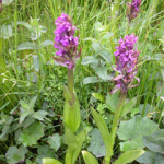 Dactylorhiza umbrosa