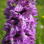 Dactylorhiza urvilleana