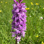 Dactylorhiza urvilleana