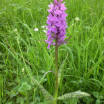 Dactylorhiza urvilleana