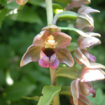 Epipactis helleborine subsp. bithynica