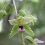 Epipactis leptochila subsp. neglecta