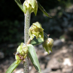 Epipactis microphylla