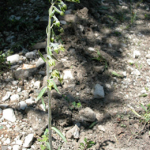 Epipactis microphylla