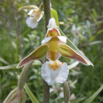 Epipactis palustris