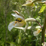 Epipactis palustris