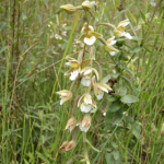 Epipactis palustris