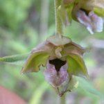 Epipactis persica