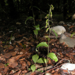 Epipactis persica