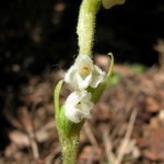 Goodyera repens