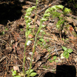 Goodyera repens