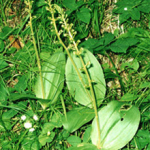 Listera ovata