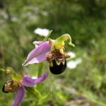 Ophrys apifera